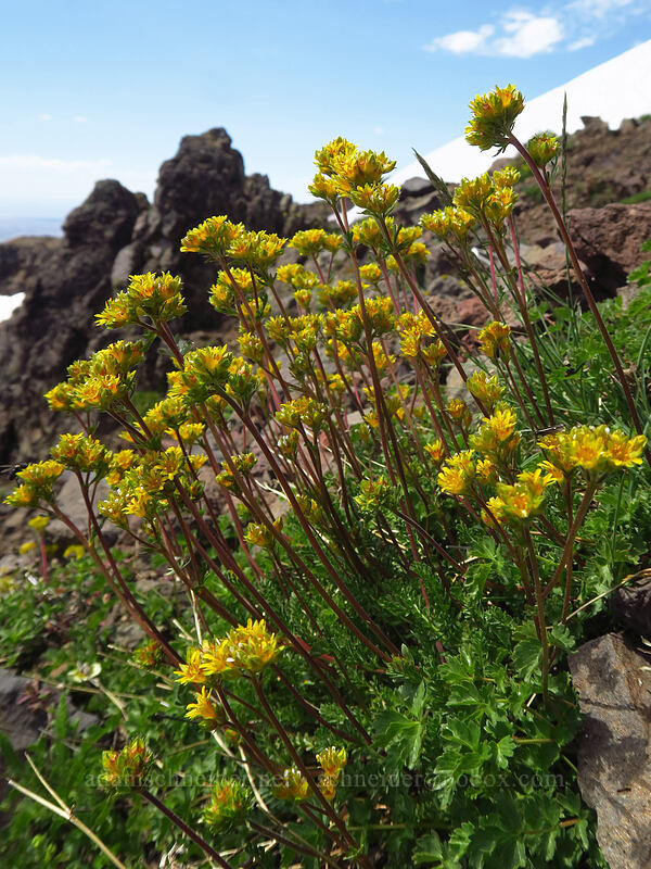 Gordon's ivesia (Ivesia gordonii var. ursinorum (Potentilla gordonii var. ursinorum)) [Wildhorse Lake Trail, Steens Mountain, Harney County, Oregon]