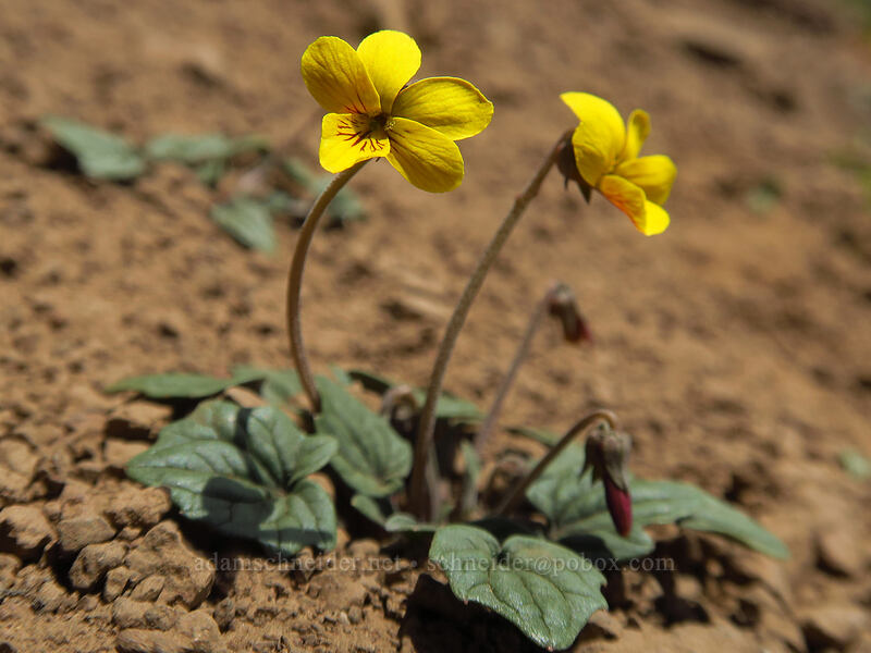 goose-foot violet (Viola purpurea) [Wildhorse Lake Trail, Steens Mountain, Harney County, Oregon]