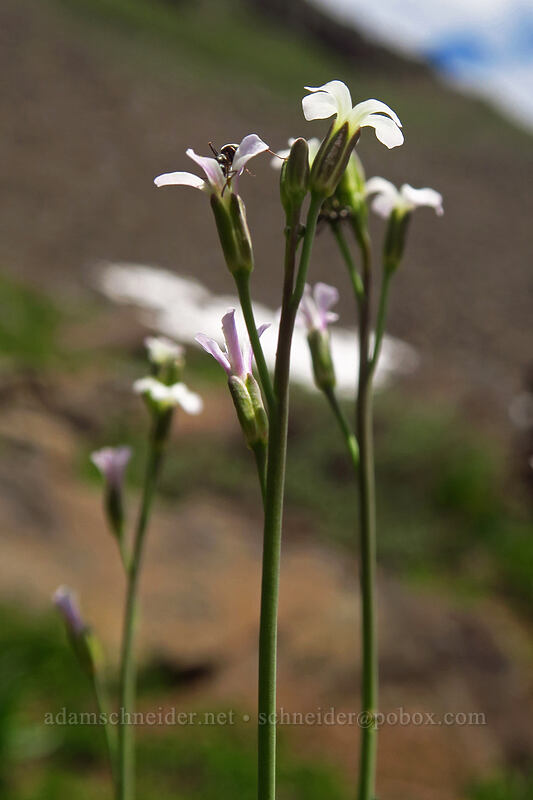 Drummond's rock-cress (Boechera stricta (Arabis drummondii)) [Wildhorse Lake Trail, Steens Mountain, Harney County, Oregon]