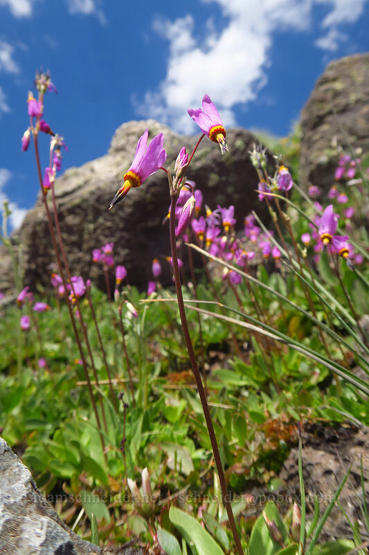 pretty shooting stars (Dodecatheon pulchellum var. pulchellum (Primula pauciflora var. pauciflora)) [Wildhorse Lake Trail, Steens Mountain, Harney County, Oregon]