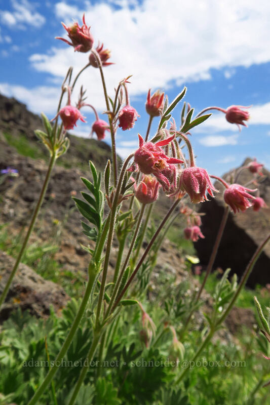 prairie smoke (Geum triflorum) [Wildhorse Lake Trail, Steens Mountain, Harney County, Oregon]