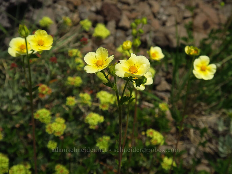 cinquefoil (Drymocallis sp. (Potentilla glandulosa)) [Wildhorse Lake Trail, Steens Mountain, Harney County, Oregon]