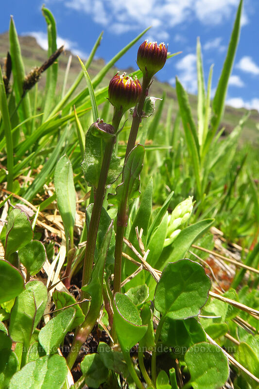 Buek's groundsel, budding (Packera subnuda (Senecio subnudus)) [Wildhorse Lake Trail, Steens Mountain, Harney County, Oregon]