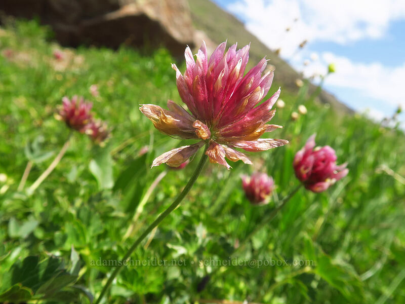 long-stalked clover (Trifolium longipes) [Wildhorse Lake Trail, Steens Mountain, Harney County, Oregon]