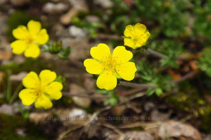 Steens Mountain cinquefoil (Potentilla versicolor) [Wildhorse Lake Trail, Steens Mountain, Harney County, Oregon]