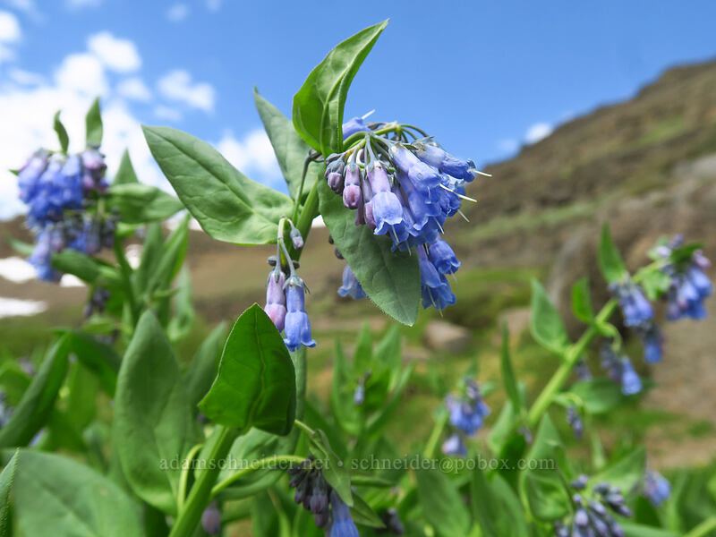 broad-leaf bluebells (Mertensia ciliata) [Wildhorse Lake Trail, Steens Mountain, Harney County, Oregon]