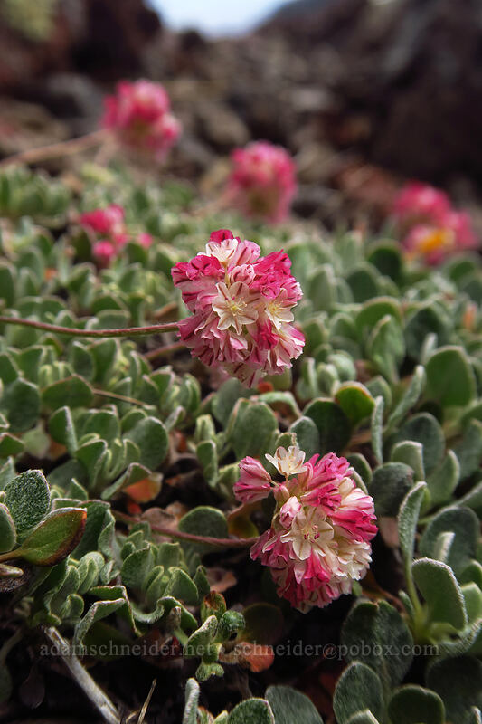 Steens Mountain buckwheat (Eriogonum ovalifolium var. rubidum) [Wildhorse Lake Trail, Steens Mountain, Harney County, Oregon]