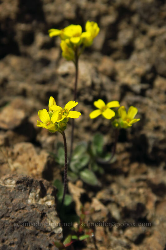 Steens Mountain whitlow-grass (Draba cusickii) [Wildhorse Lake Trail, Steens Mountain, Harney County, Oregon]