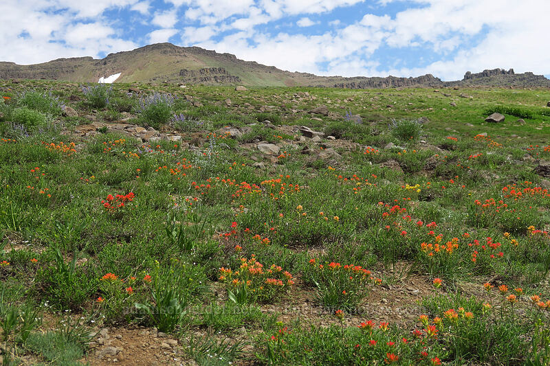 wavy-leaf paintbrush (Castilleja applegatei var. pinetorum) [Wildhorse Lake Trail, Steens Mountain, Harney County, Oregon]