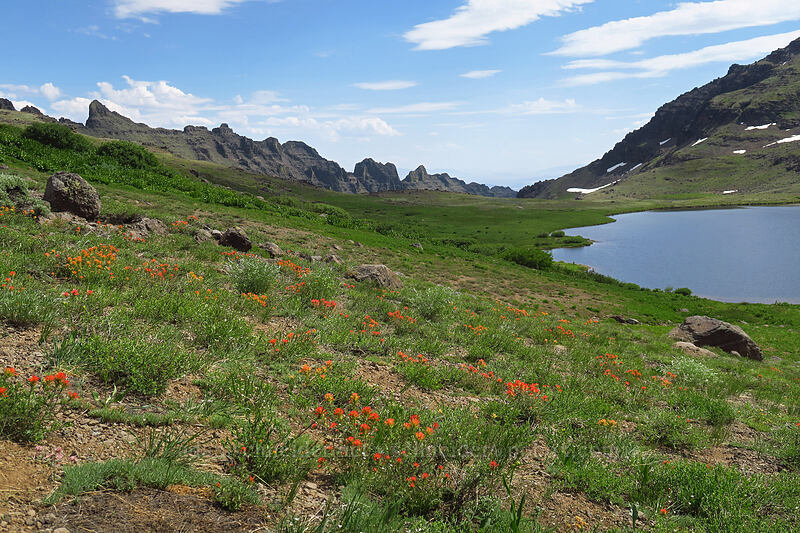 wavy-leaf paintbrush (Castilleja applegatei var. pinetorum) [Wildhorse Lake Trail, Steens Mountain, Harney County, Oregon]