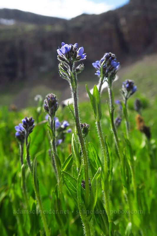 alpine speedwell (Veronica wormskjoldii) [Wildhorse Lake Trail, Steens Mountain, Harney County, Oregon]