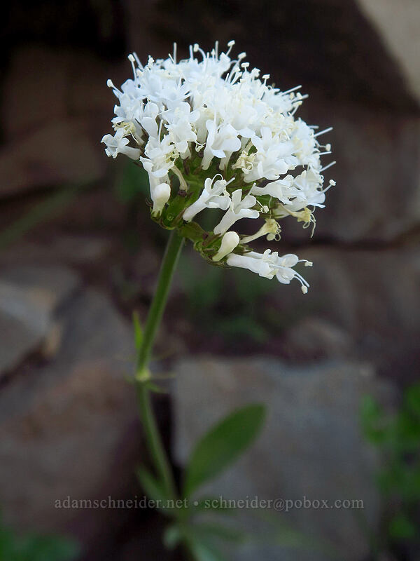 sharp-leaf valerian (Valeriana acutiloba) [Wildhorse Lake Trail, Steens Mountain, Harney County, Oregon]