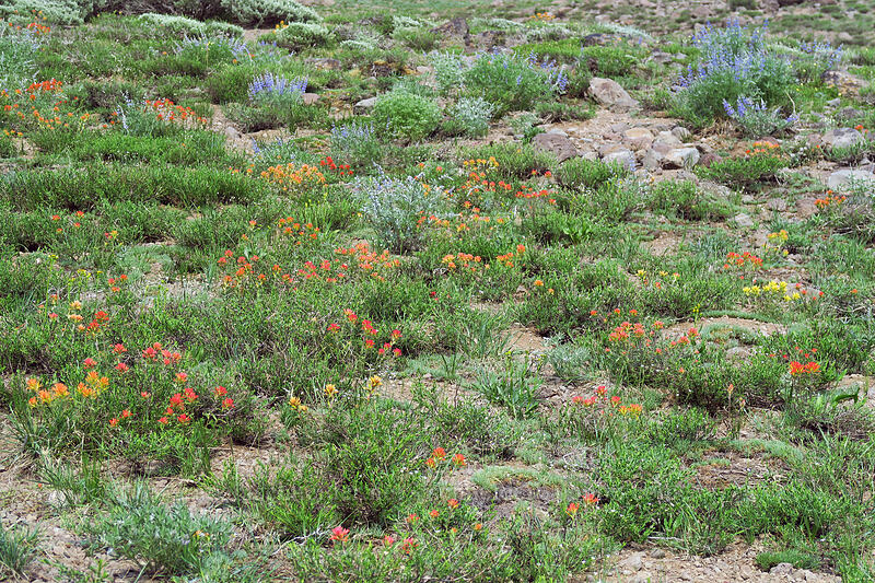 wildflowers [Wildhorse Lake Trail, Steens Mountain, Harney County, Oregon]