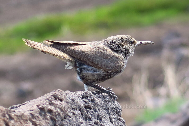 rock wren (Salpinctes obsoletus) [Wildhorse Lake Trail, Steens Mountain, Harney County, Oregon]