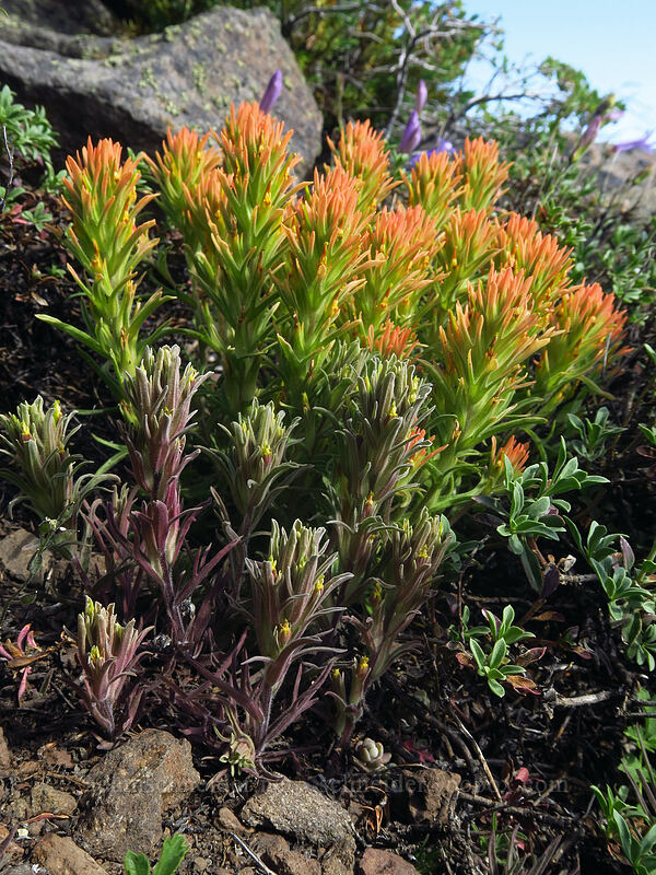 Steens Mountain paintbrush & a hybrid paintbrush (Castilleja pilosa var. steenensis, Castilleja sp.) [Wildhorse Lake Trail, Steens Mountain, Harney County, Oregon]