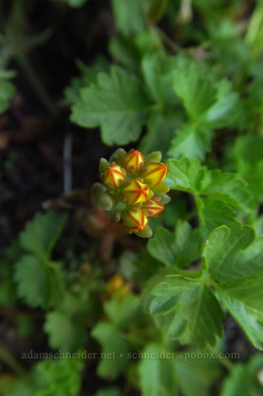 lance-leaf stonecrop, budding (Sedum lanceolatum) [Wildhorse Lake Trail, Steens Mountain, Harney County, Oregon]