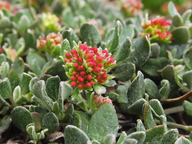 sulphur-flower buckwheat (Eriogonum umbellatum) [Wildhorse Lake Trail, Steens Mountain, Harney County, Oregon]