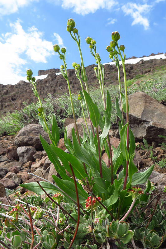 thick-leaved groundsel (Senecio crassulus) [Wildhorse Lake Trail, Steens Mountain, Harney County, Oregon]