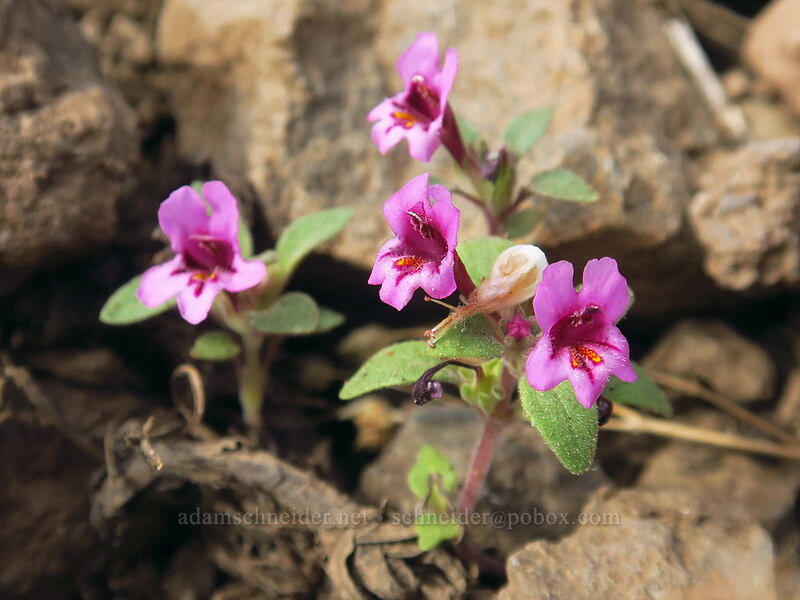 dwarf monkeyflower (Diplacus nanus (Mimulus nanus)) [Wildhorse Lake Trail, Steens Mountain, Harney County, Oregon]