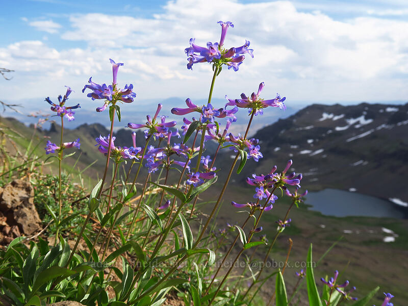 pincushion beard-tongue (Penstemon procerus var. formosus) [Wildhorse Lake Trail, Steens Mountain, Harney County, Oregon]