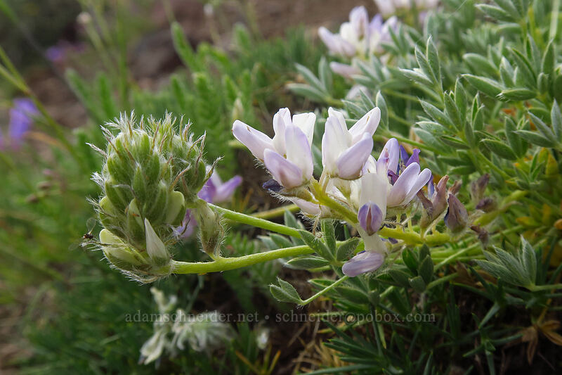 white dwarf lupine (Lupinus lepidus var. lobbii) [Wildhorse Lake Trail, Steens Mountain, Harney County, Oregon]