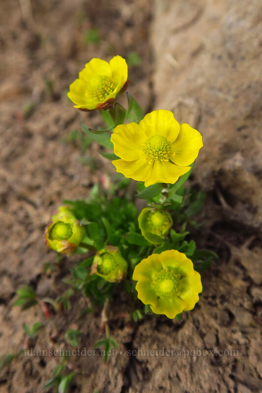 snow buttercups (Ranunculus eschscholtzii var. trisectus) [South Loop Road, Steens Mountain, Harney County, Oregon]