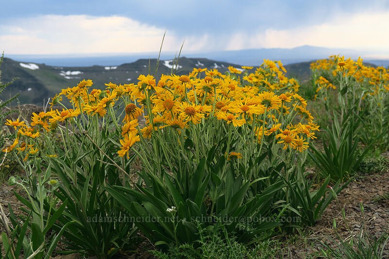orange sneezeweed (owl's-claws) (Hymenoxys hoopesii) [South Loop Road, Steens Mountain, Harney County, Oregon]