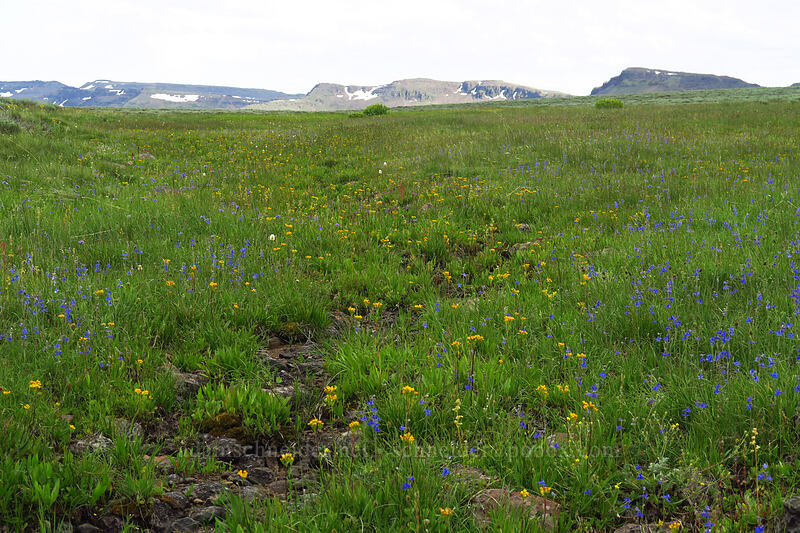 wildflowers [South Loop Road, Steens Mountain, Harney County, Oregon]