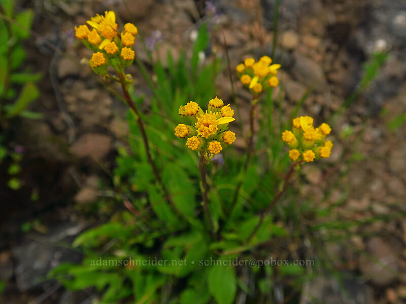 western groundsel (Senecio integerrimus) [South Loop Road, Steens Mountain, Harney County, Oregon]