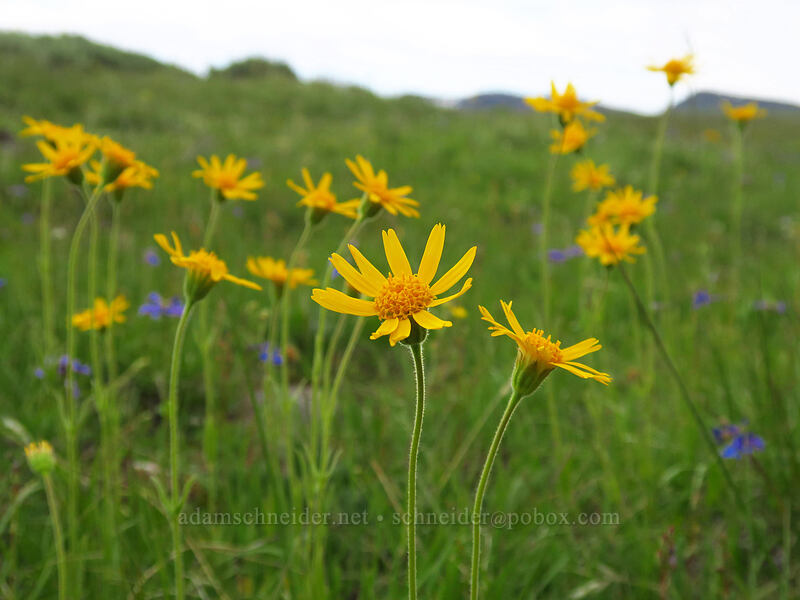 arnica (Arnica sp.) [South Loop Road, Steens Mountain, Harney County, Oregon]