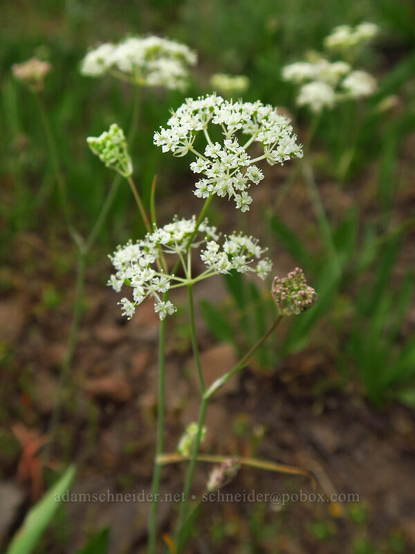 yampah (Perideridia sp.) [South Loop Road, Steens Mountain, Harney County, Oregon]