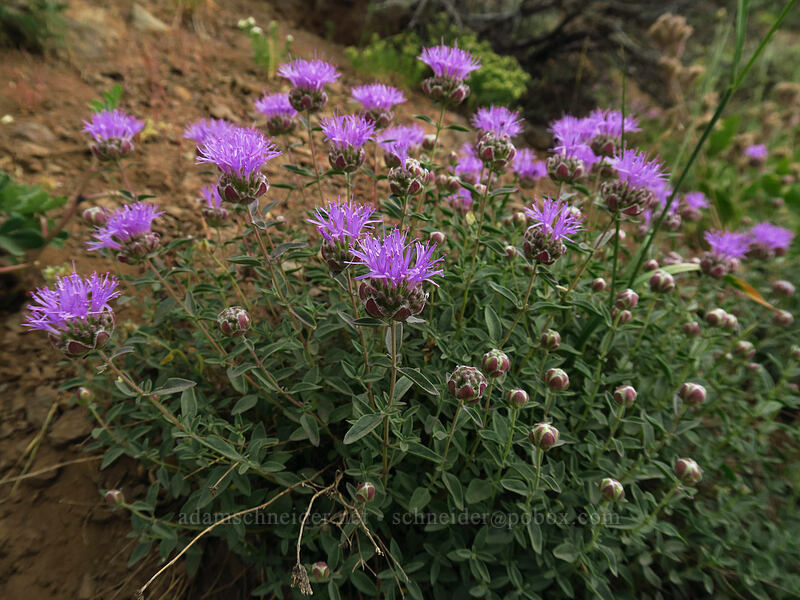 coyote mint (mountain pennyroyal) (Monardella odoratissima) [South Loop Road, Steens Mountain, Harney County, Oregon]