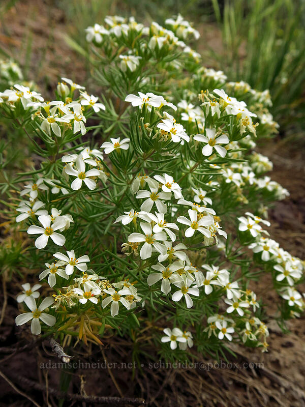 Nuttall's linanthus (Leptosiphon nuttallii (Linanthus nuttallii)) [South Loop Road, Steens Mountain, Harney County, Oregon]