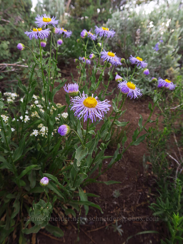 showy fleabane (Erigeron speciosus) [South Loop Road, Steens Mountain, Harney County, Oregon]