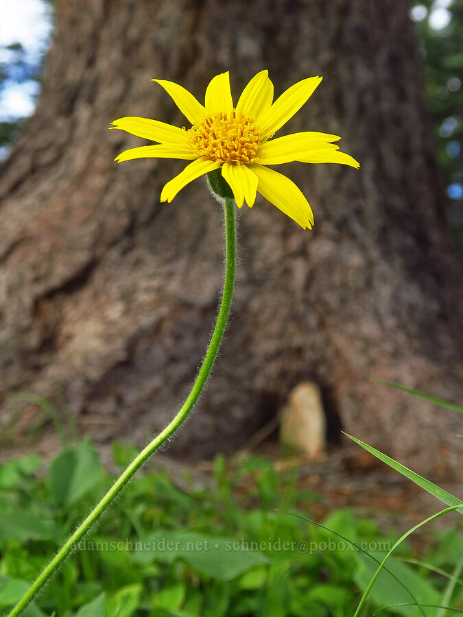 heart-leaf arnica (Arnica cordifolia) [Sharkstooth Trailhead, San Juan National Forest, Montezuma County, Colorado]