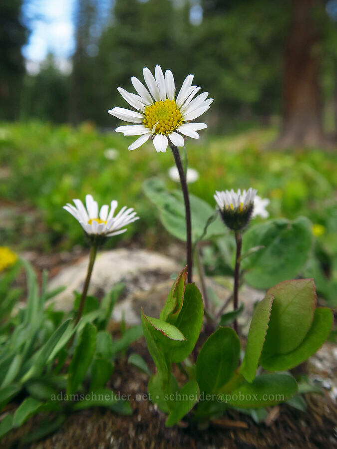 black-headed fleabane (Erigeron melanocephalus) [Sharkstooth Trailhead, San Juan National Forest, Montezuma County, Colorado]