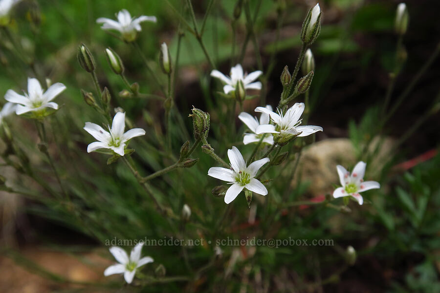 Fendler's sandwort (Eremogone fendleri (Arenaria fendleri)) [Sharkstooth Trail, San Juan National Forest, Montezuma County, Colorado]