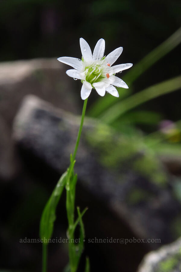 long-stalk starwort (Stellaria longipes) [Sharkstooth Trail, San Juan National Forest, Montezuma County, Colorado]