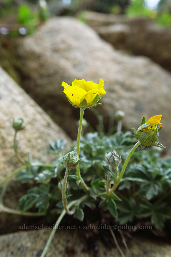 beautiful cinquefoil (Potentilla pulcherrima (Potentilla gracilis var. pulcherrima)) [Sharkstooth Trail, San Juan National Forest, Montezuma County, Colorado]