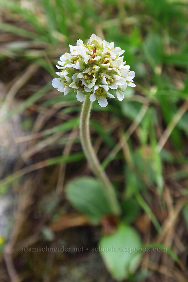 diamond-leaf saxifrage (Micranthes rhomboidea (Saxifraga rhomboidea)) [Sharkstooth Trail, San Juan National Forest, Montezuma County, Colorado]