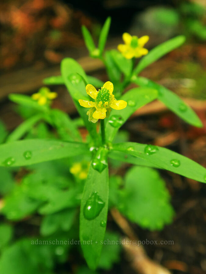 graceful buttercup (Ranunculus inamoenus) [Sharkstooth Trail, San Juan National Forest, Montezuma County, Colorado]