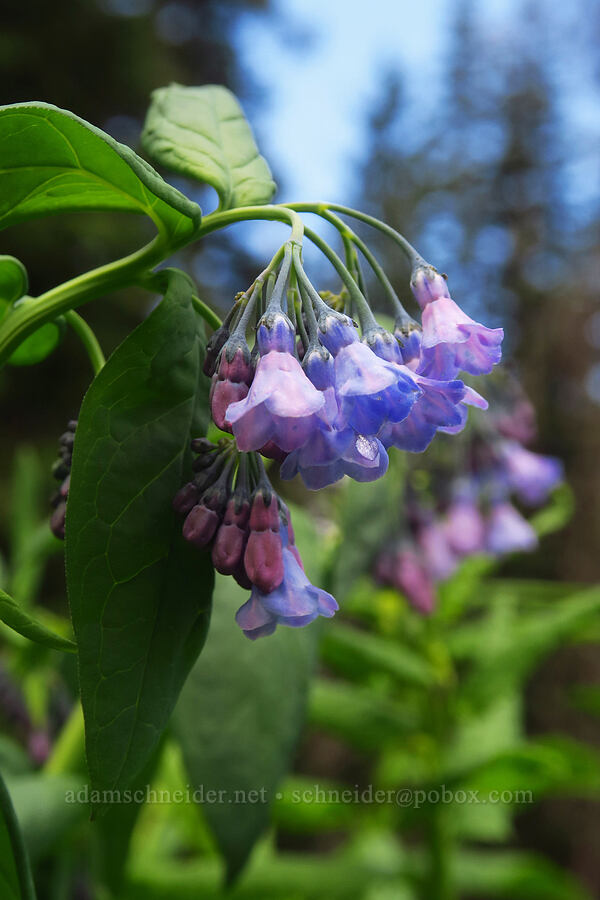fringed bluebells (Mertensia ciliata) [Sharkstooth Trail, San Juan National Forest, Montezuma County, Colorado]