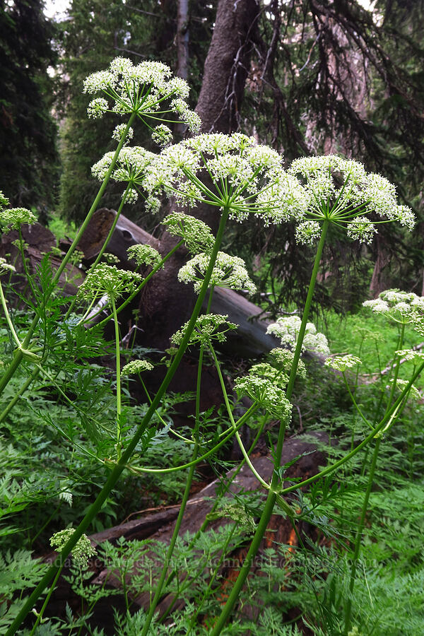 Porter's lovage (osha-root) (Ligusticum porteri) [Sharkstooth Trail, San Juan National Forest, Montezuma County, Colorado]