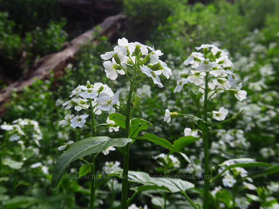 heart-leaf bitter-cress (Cardamine cordifolia) [Sharkstooth Trail, San Juan National Forest, Montezuma County, Colorado]