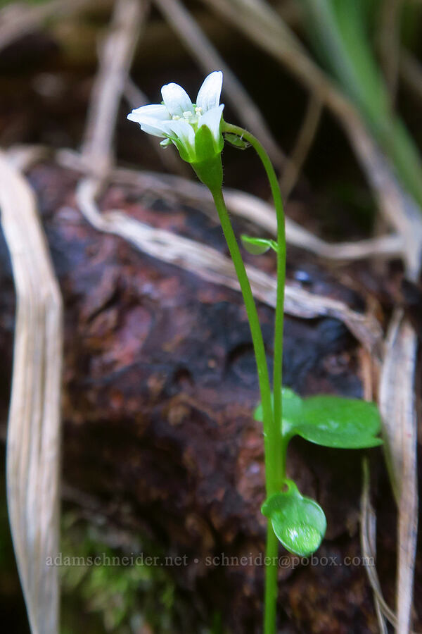 pygmy saxifrage (Saxifraga hyperborea) [Sharkstooth Trail, San Juan National Forest, Montezuma County, Colorado]