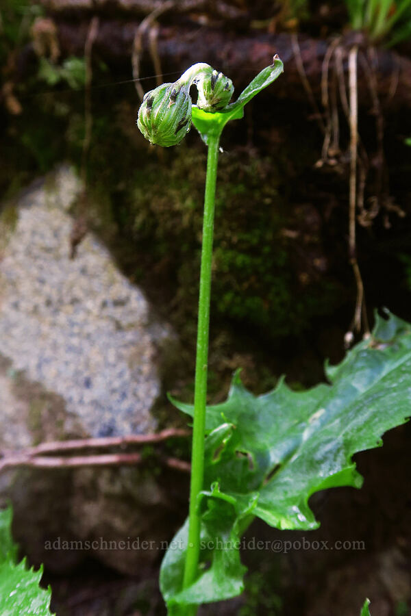 alpine ragwort, budding (Senecio amplectens var. amplectens (Ligularia amplectens)) [Sharkstooth Trail, San Juan National Forest, Montezuma County, Colorado]