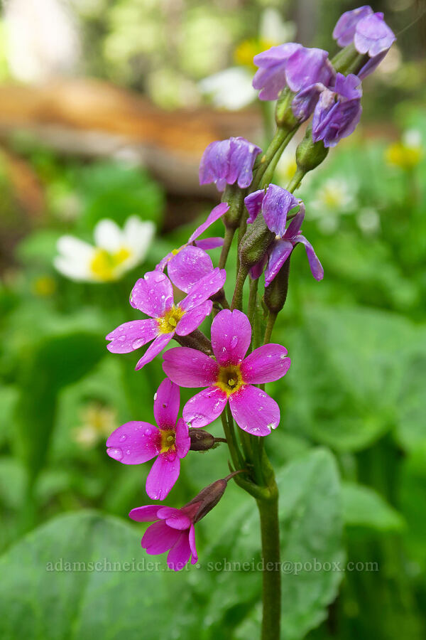 Parry's primrose (Primula parryi) [Sharkstooth Trail, San Juan National Forest, Montezuma County, Colorado]