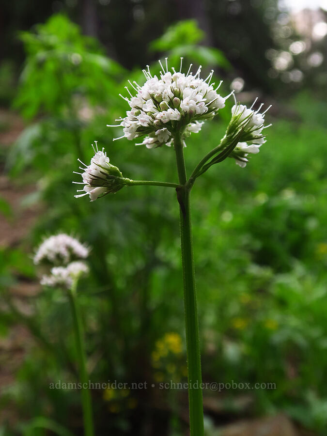 sharp-leaf valerian (Valeriana acutiloba) [Sharkstooth Trail, San Juan National Forest, Montezuma County, Colorado]