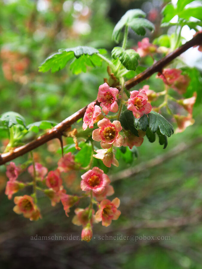 alpine gooseberry flowers (Ribes montigenum) [Sharkstooth Trail, San Juan National Forest, Montezuma County, Colorado]
