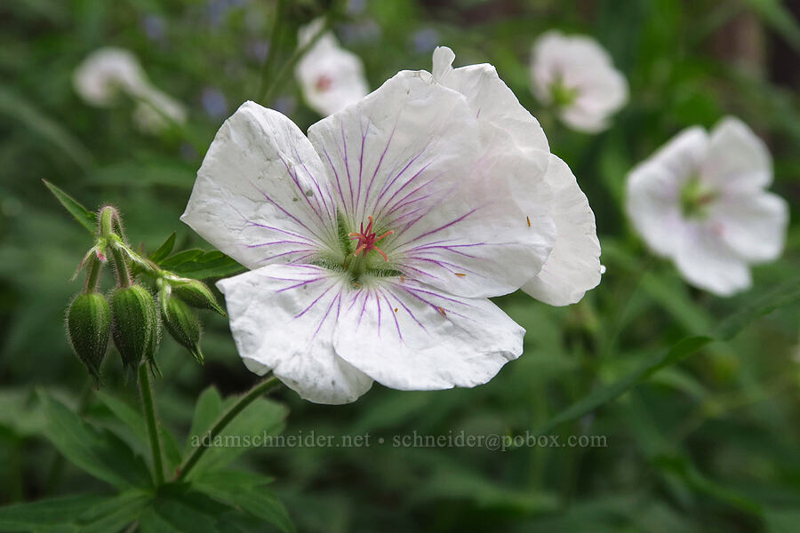 Richardson's geraniums (Geranium richardsonii) [Sharkstooth Trail, San Juan National Forest, Montezuma County, Colorado]